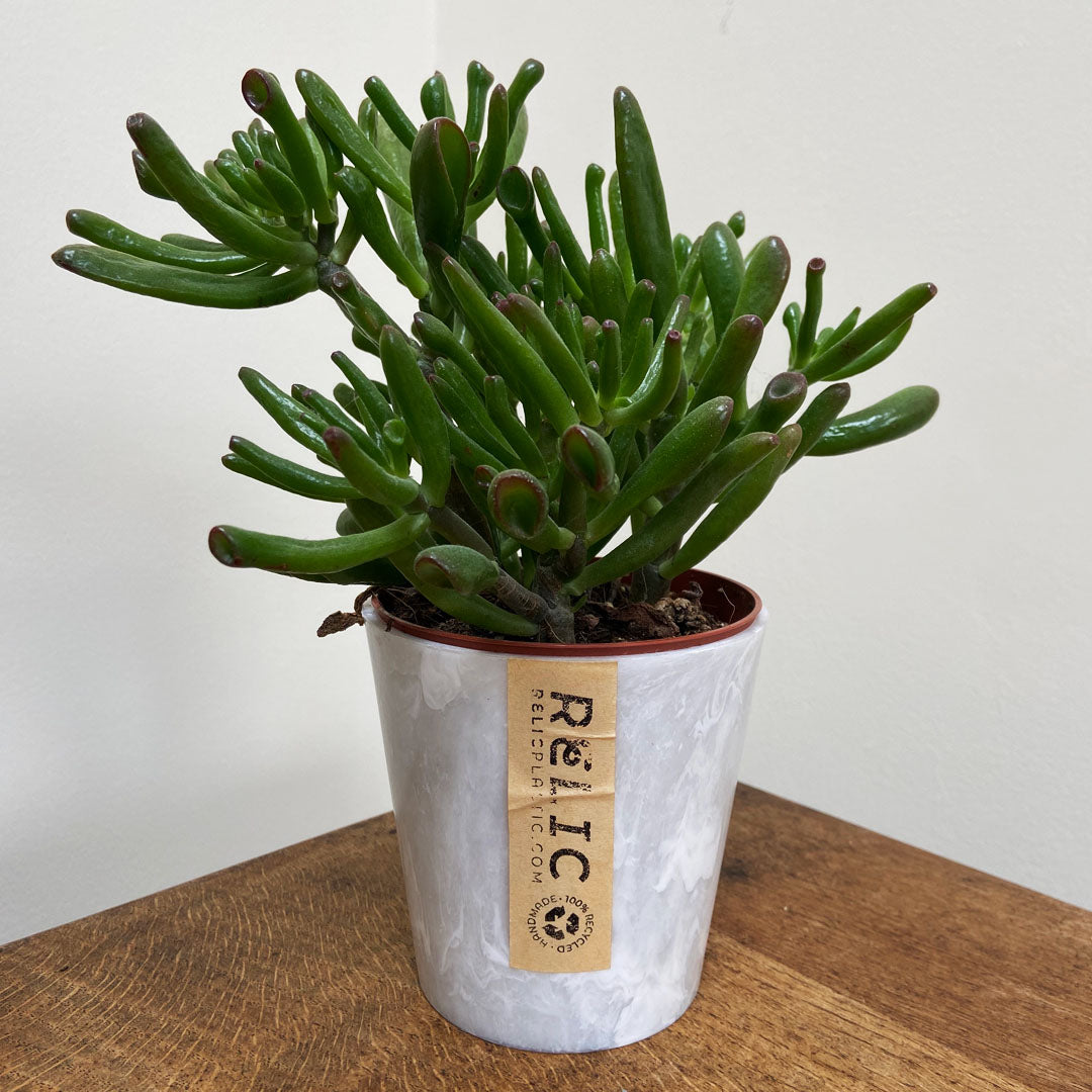 How to use hair in your houseplants!
