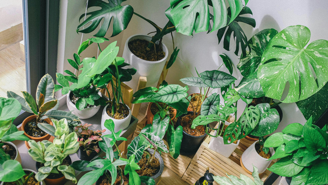 What Is a Green Salon? (Complete Guide for 2026)
